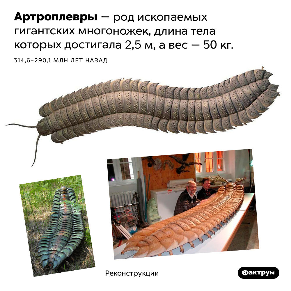 Странные, страшные и невероятно огромные ископаемые животные, населявшие Землю до нас (и слава богу) - Фактрум, Познавательно, Факты, Подборка, Картинка с текстом, Динозавры, Ископаемые, Длиннопост