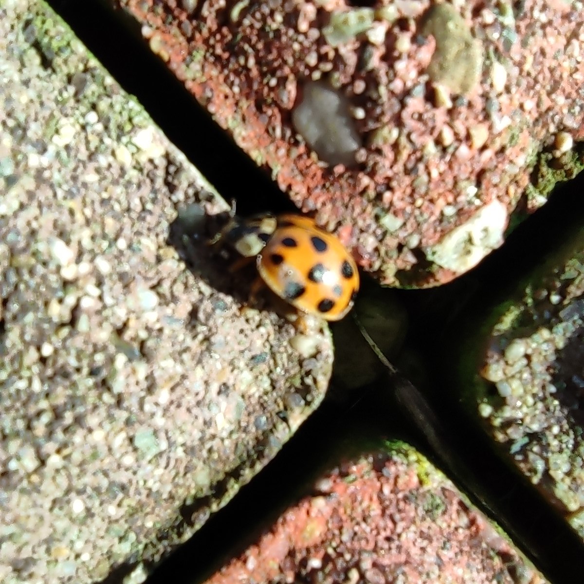 Vylasie - My, Spring, Fly Tsokotukha, ladybug, Kuban, Heat, Longpost, Insects