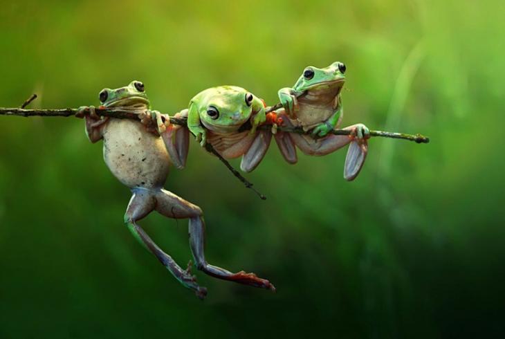 No! These are not the frogs of the traveler, today no one flies anywhere - Amphibians, Milota, The photo