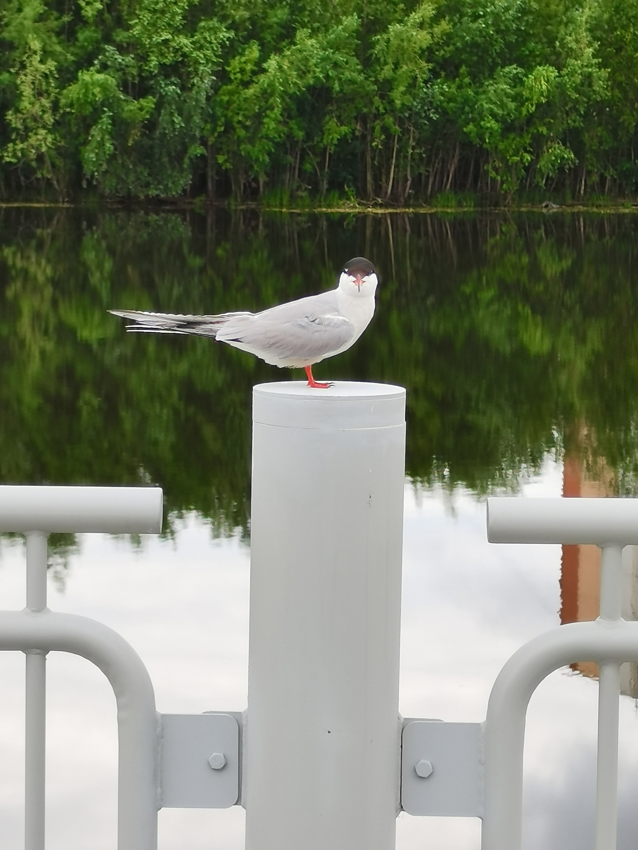 Tern - My, Birds, Mobile photography, Animals, Longpost, Tern