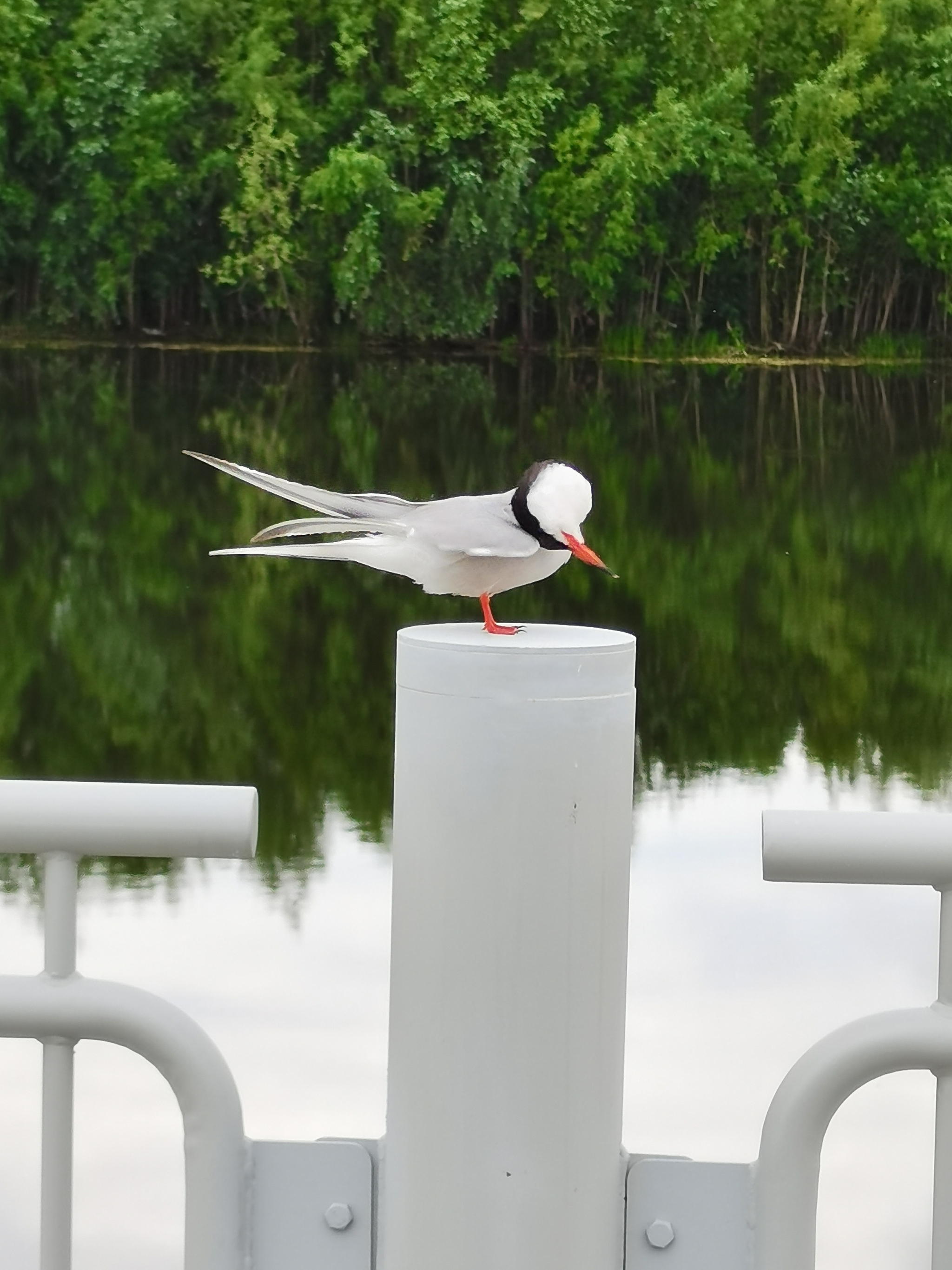 Tern - My, Birds, Mobile photography, Animals, Longpost, Tern