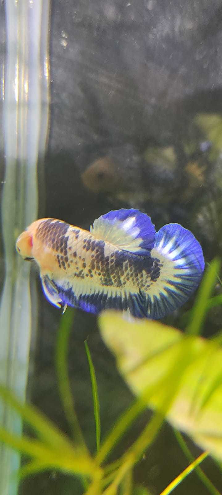 New Betta (Aquarium Cockerels) - My, Aquarium, Aquarium, Aquarium fish, Cockerel fish, Betta splendens, New items, Breeding, Pets, Longpost