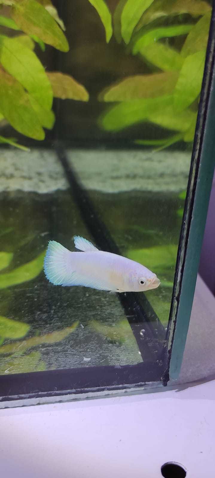 New Betta (Aquarium Cockerels) - My, Aquarium, Aquarium, Aquarium fish, Cockerel fish, Betta splendens, New items, Breeding, Pets, Longpost