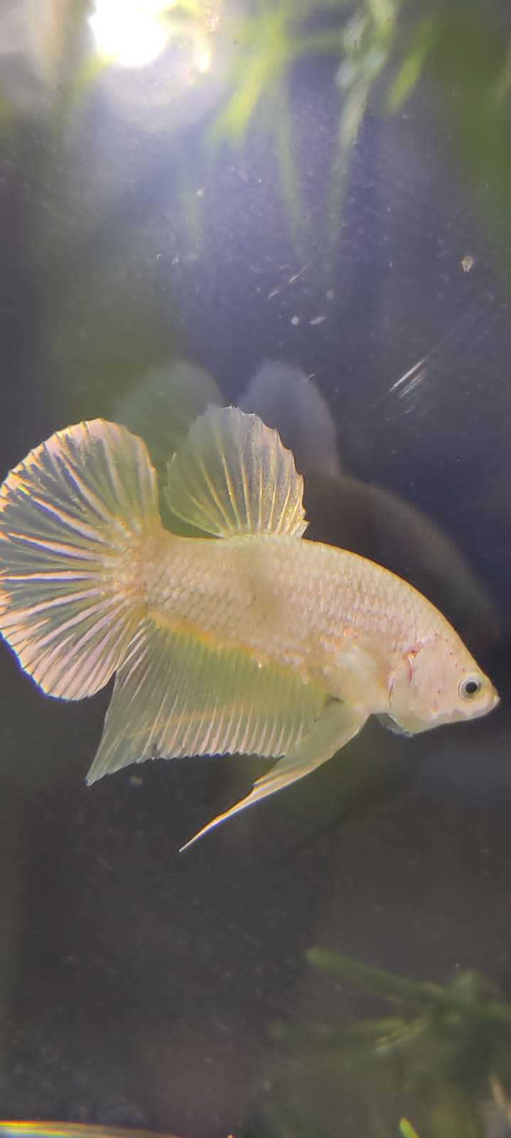 New Betta (Aquarium Cockerels) - My, Aquarium, Aquarium, Aquarium fish, Cockerel fish, Betta splendens, New items, Breeding, Pets, Longpost