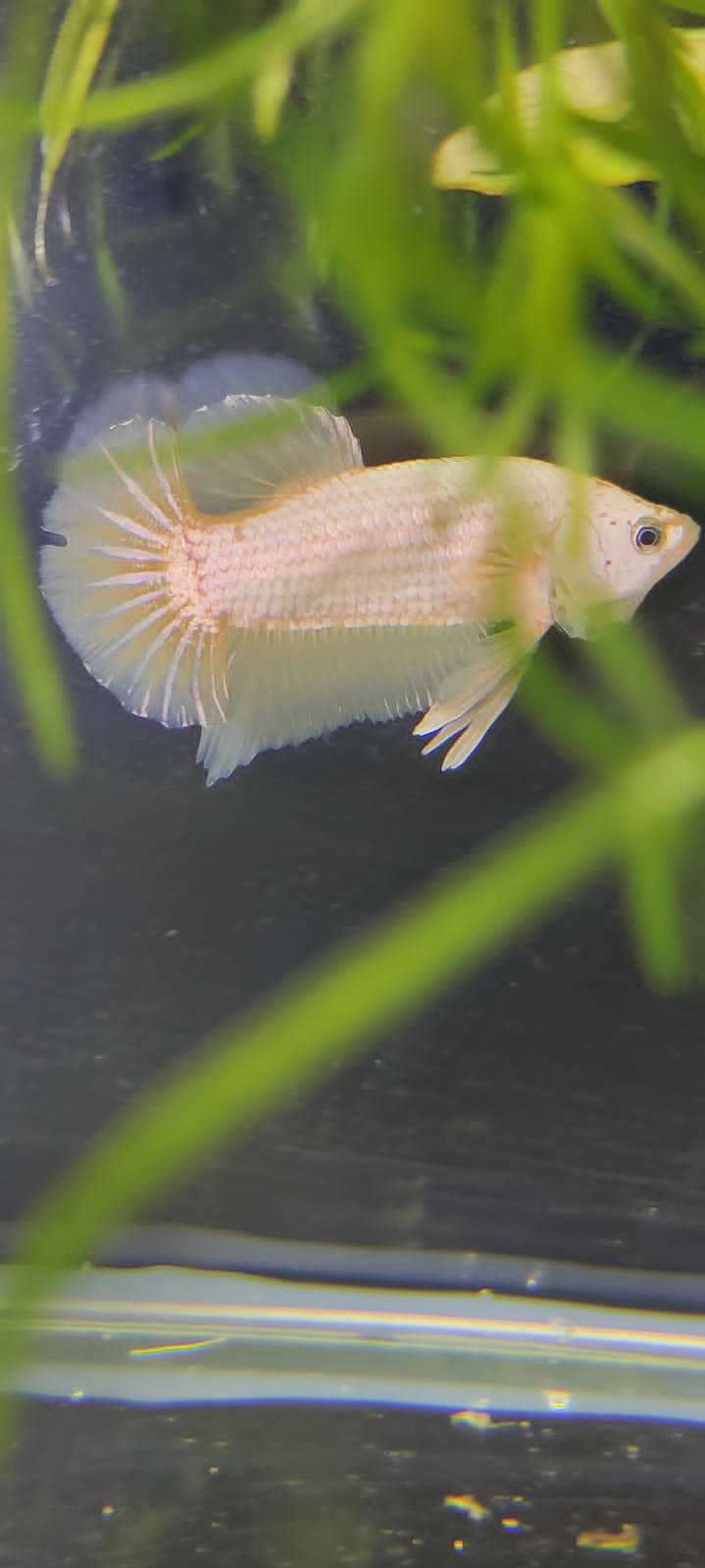 New Betta (Aquarium Cockerels) - My, Aquarium, Aquarium, Aquarium fish, Cockerel fish, Betta splendens, New items, Breeding, Pets, Longpost