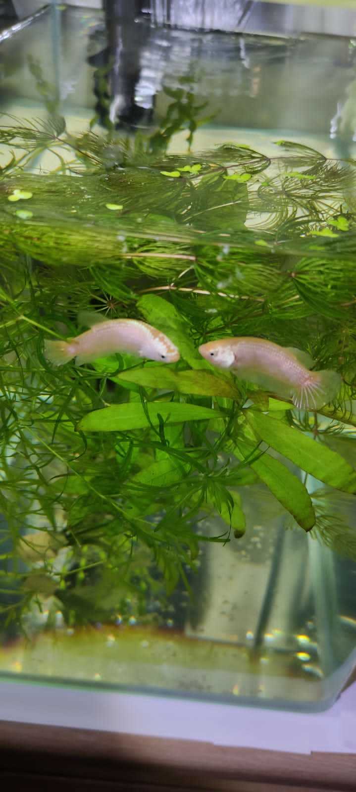 New Betta (Aquarium Cockerels) - My, Aquarium, Aquarium, Aquarium fish, Cockerel fish, Betta splendens, New items, Breeding, Pets, Longpost