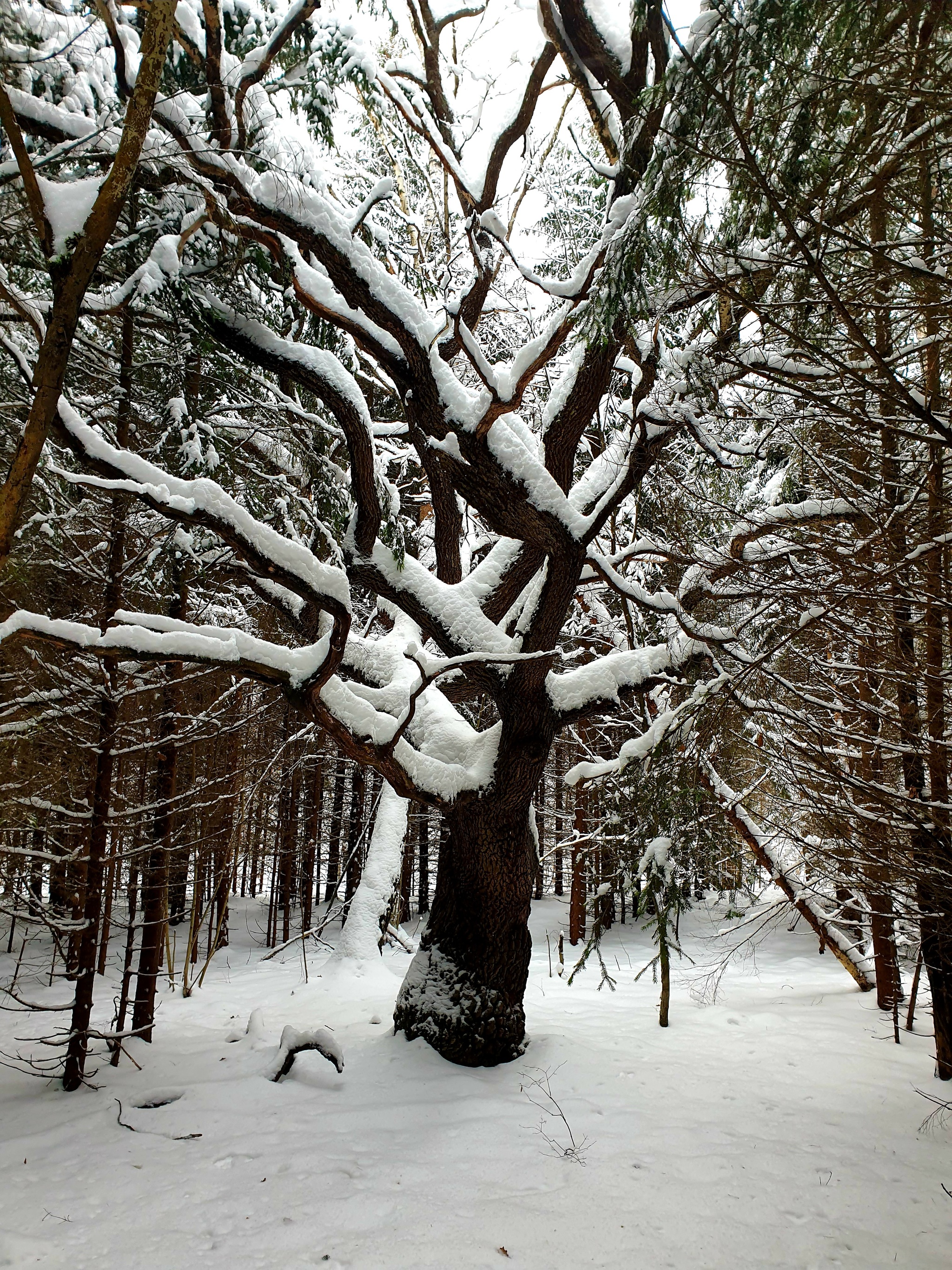 Oak in a coniferous forest - My, Forest, Nature, Mobile photography