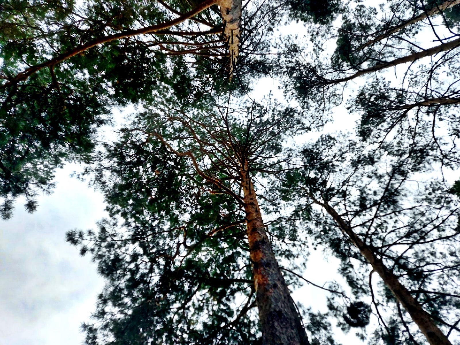 Loneliness and nature - My, Thoughts, Happiness, Emotions, Philosophy, Loneliness, Internal dialogue, Person, A life, Psychology, Psychotherapy, People, Parting, Mentally, Sergey Trofimov (Trofim), Song, Lake, Forest, Longpost