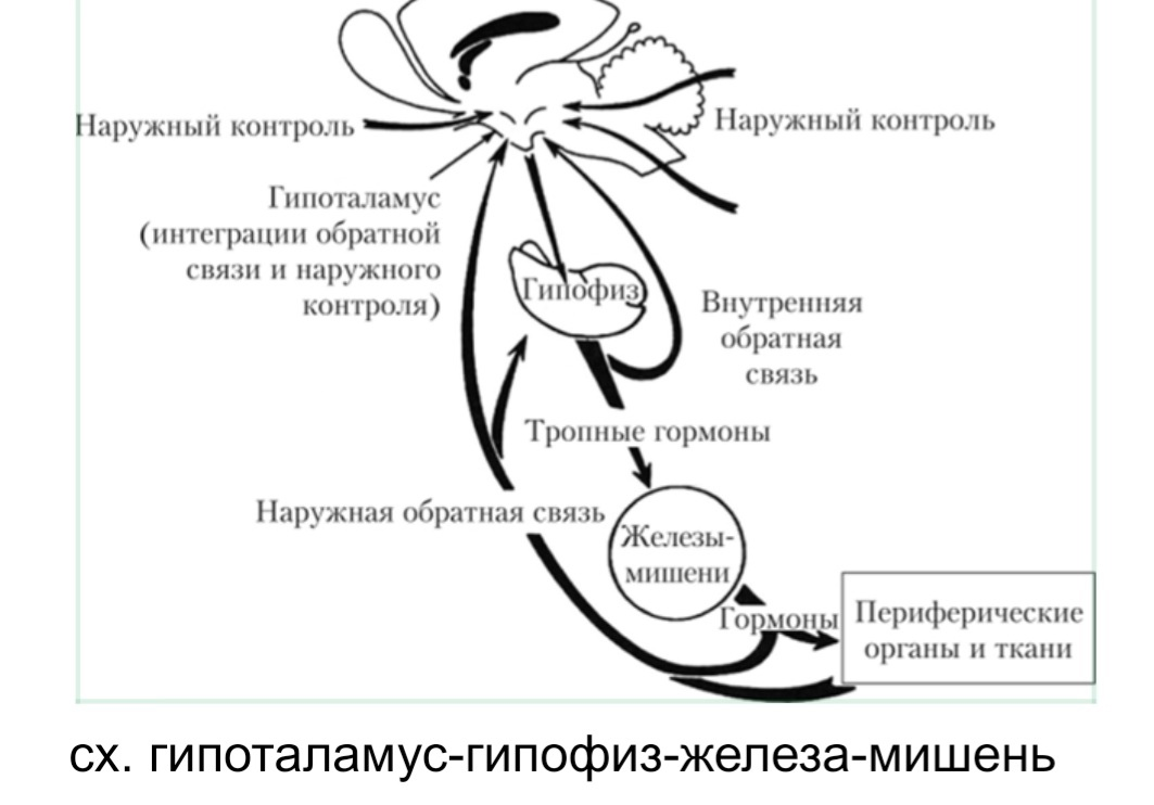 Какие процессы происходят в организме перед тем, как выбросится кортизол? |  Пикабу