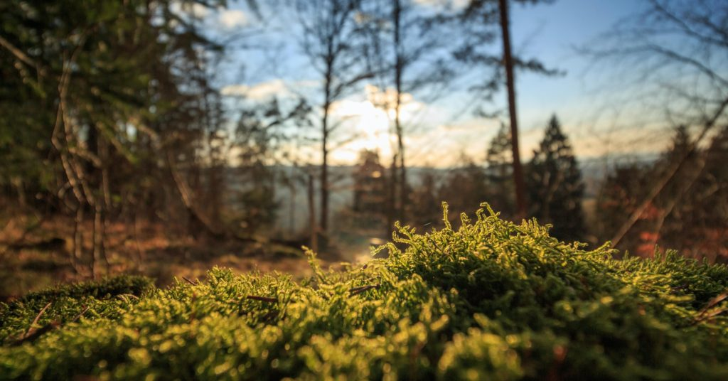 Is it true that moss in the forest grows only on the north side of the trees? - My, Informative, Interesting, Moss, Survival, Biology, Nauchpop, Scientists, Nature, Natural history, Longpost