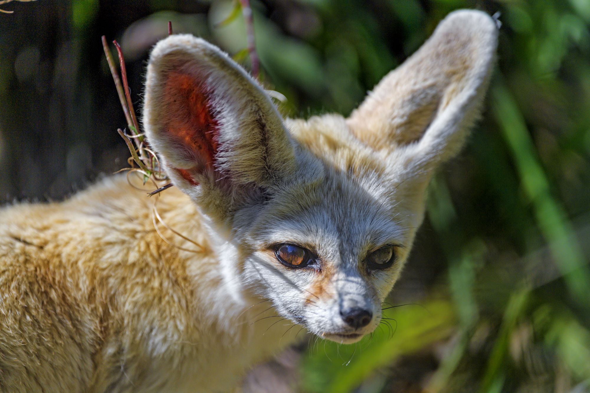 Eeyore - Fenech, Fox, Canines, Predatory animals, Wild animals, Zoo, The photo