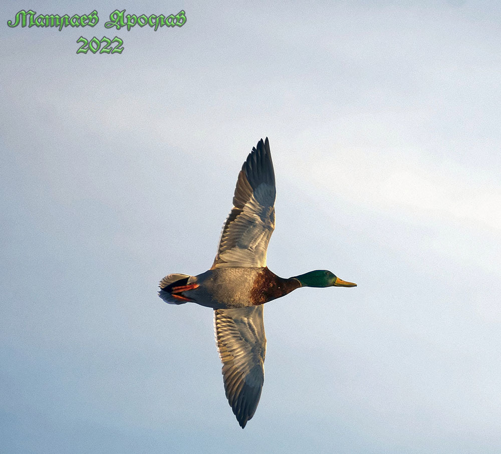 February 23 - My, The nature of Russia, Nature, February 23 - Defender of the Fatherland Day, Birds, Schelkovo, Подмосковье, Hobby, Photo hunting, Moscow region, Longpost