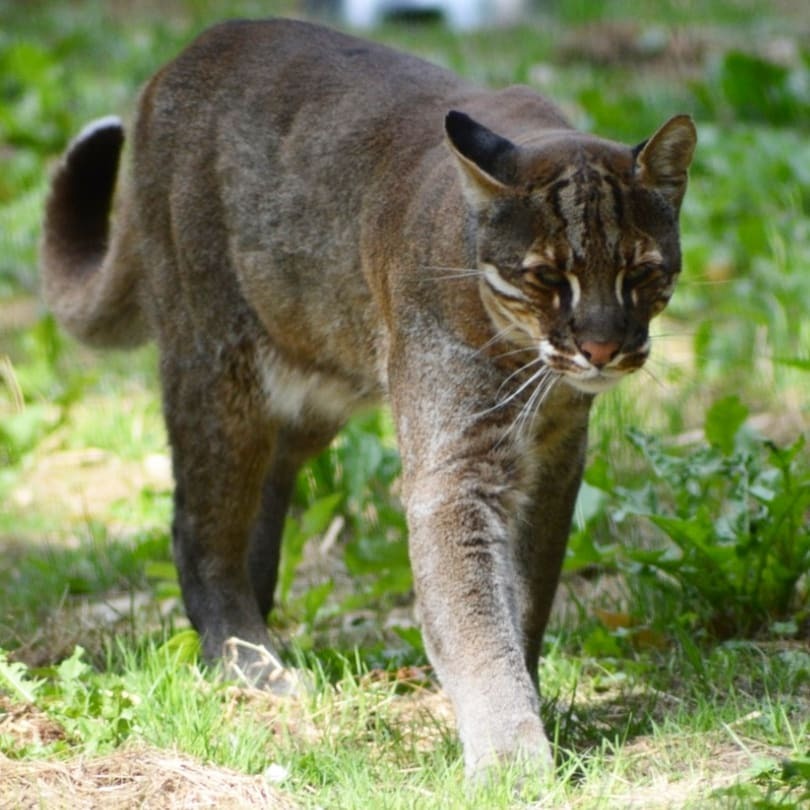 Cat Temminka - Cat Temminka, Small cats, Cat family, Predatory animals, Wild animals, Zoo, The photo