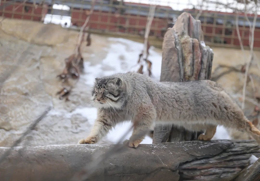 Well rested manul) - Fluffy, Cat family, Wild animals, Rare view, Predatory animals, Small cats, Pallas' cat, Pet the cat, Japan, Yokohama, Yokohama, Zoo, Longpost