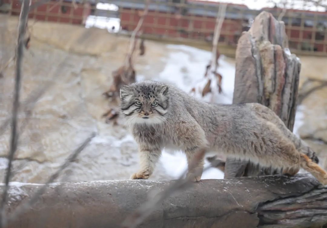 Well rested manul) - Fluffy, Cat family, Wild animals, Rare view, Predatory animals, Small cats, Pallas' cat, Pet the cat, Japan, Yokohama, Yokohama, Zoo, Longpost