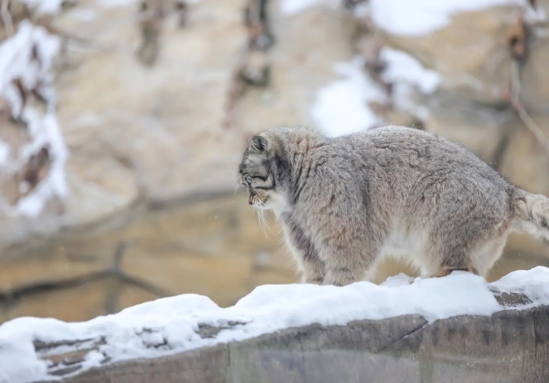 Well rested manul) - Fluffy, Cat family, Wild animals, Rare view, Predatory animals, Small cats, Pallas' cat, Pet the cat, Japan, Yokohama, Yokohama, Zoo, Longpost