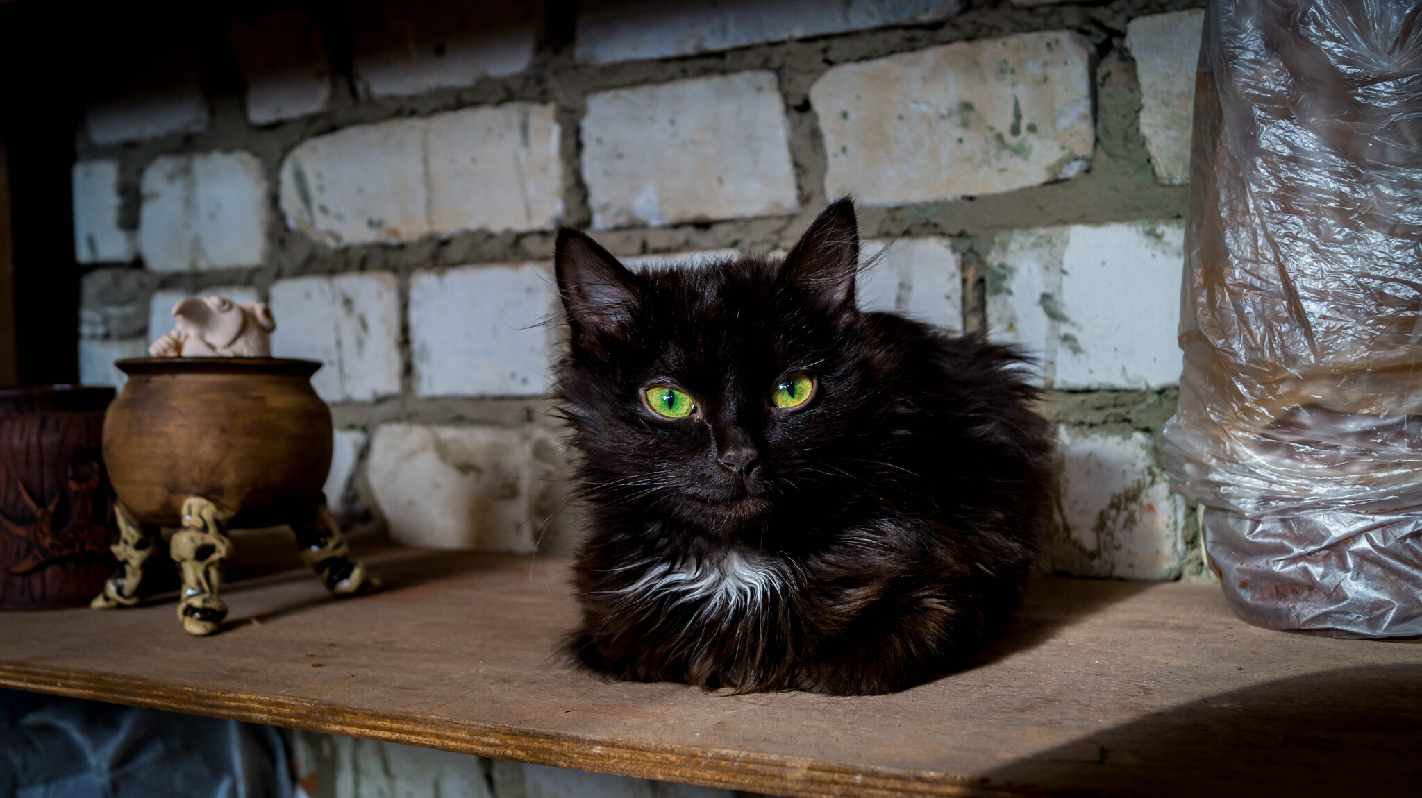 New employee in pottery - My, Кружки, cat, Factory