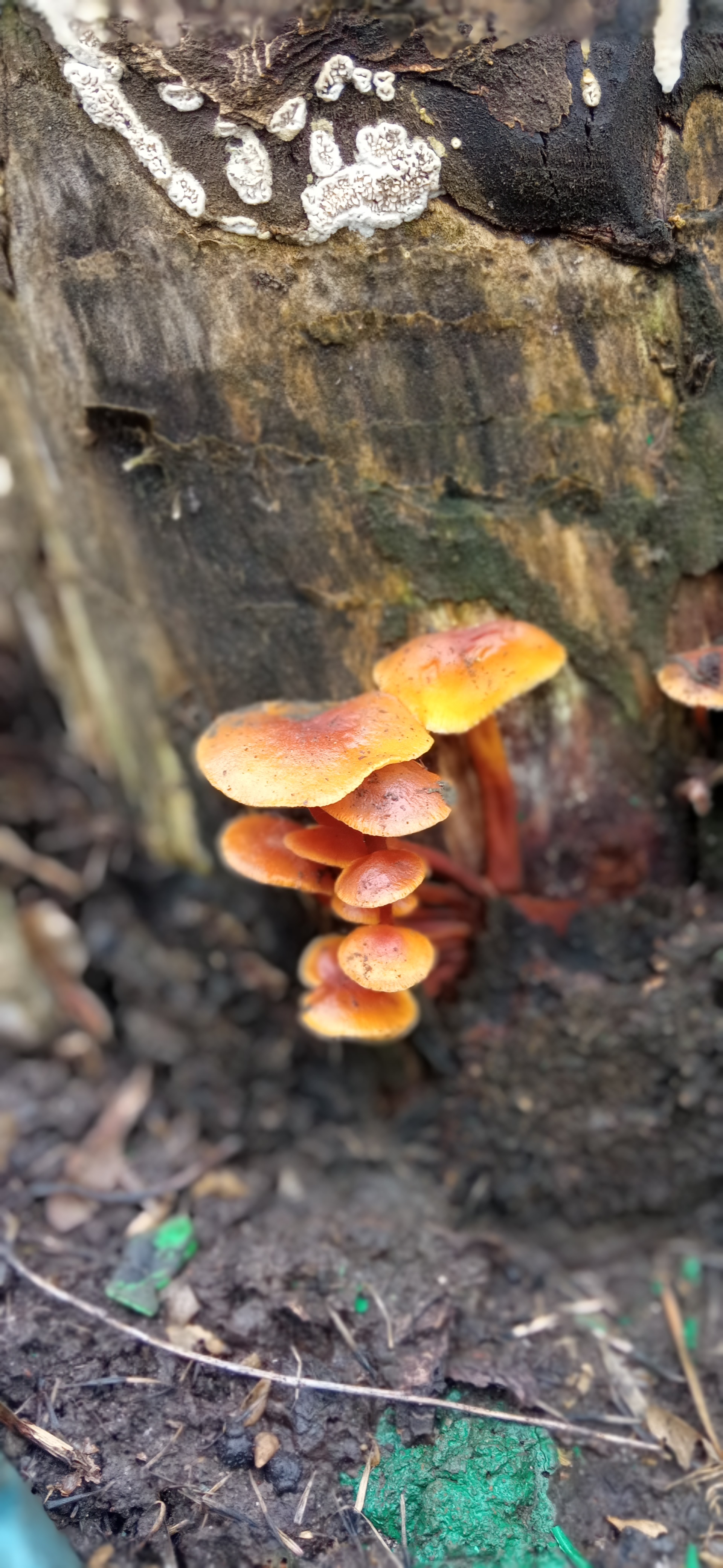 Need help - My, Mushrooms, No rating, Longpost