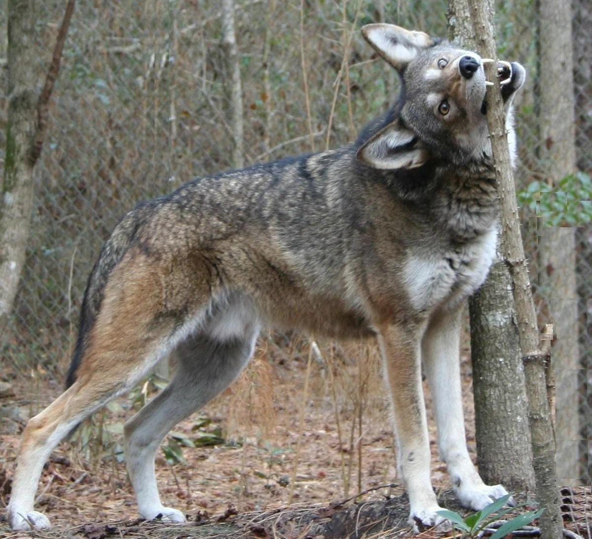 Red wolf: The rarest representative of canids. Why is he so radically different from his gray counterpart? - Wolf, Animals, Animal book, Yandex Zen, Longpost