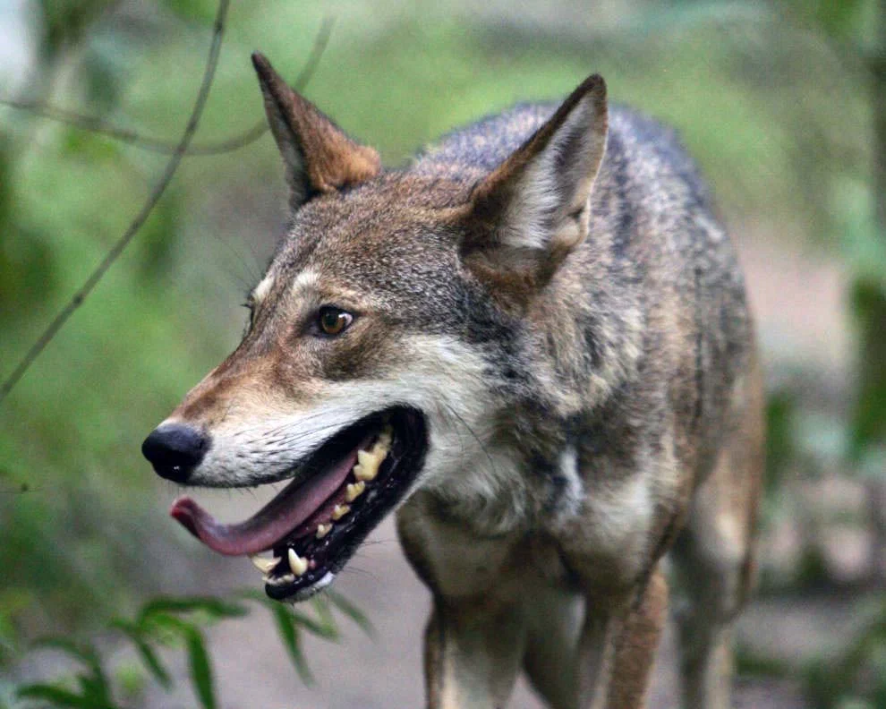 Red wolf: The rarest representative of canids. Why is he so radically different from his gray counterpart? - Wolf, Animals, Animal book, Yandex Zen, Longpost