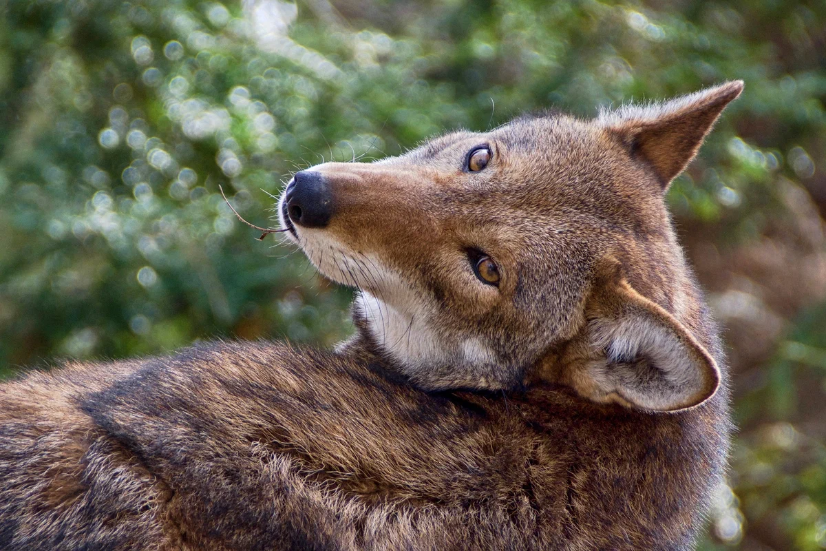 Red wolf: The rarest representative of canids. Why is he so radically different from his gray counterpart? - Wolf, Animals, Animal book, Yandex Zen, Longpost