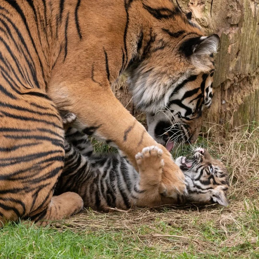 fun - Tiger, Young, Tiger cubs, Big cats, Cat family, Predatory animals, Wild animals, Zoo, The photo, Animal games, Longpost