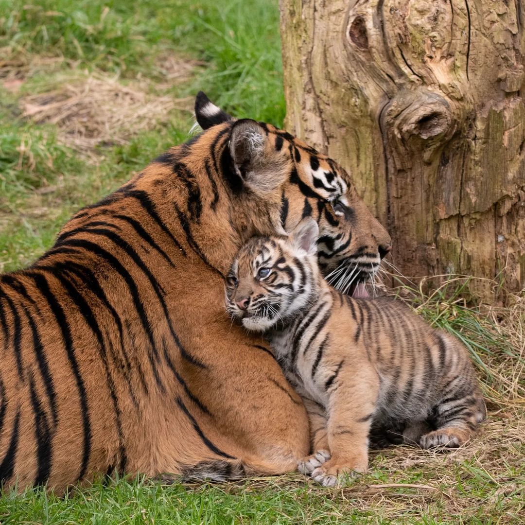 fun - Tiger, Young, Tiger cubs, Big cats, Cat family, Predatory animals, Wild animals, Zoo, The photo, Animal games, Longpost