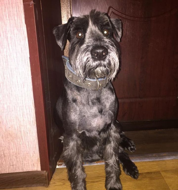 Standard Schnauzer Schubert from Yekaterinburg - My, In good hands, Dog, No rating, Pets, Helping animals, Schnauzers, Standard Schnauzer, Overexposure, New house, Yekaterinburg, Saint Petersburg, Moscow, Video, Longpost