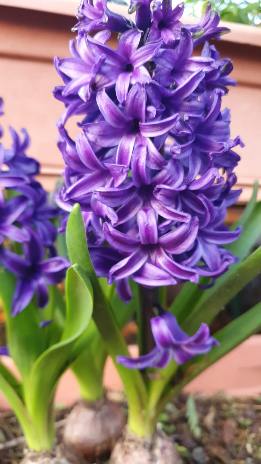 And we have hyacinths blooming. - My, The photo, Garden, Hyacinths, Longpost