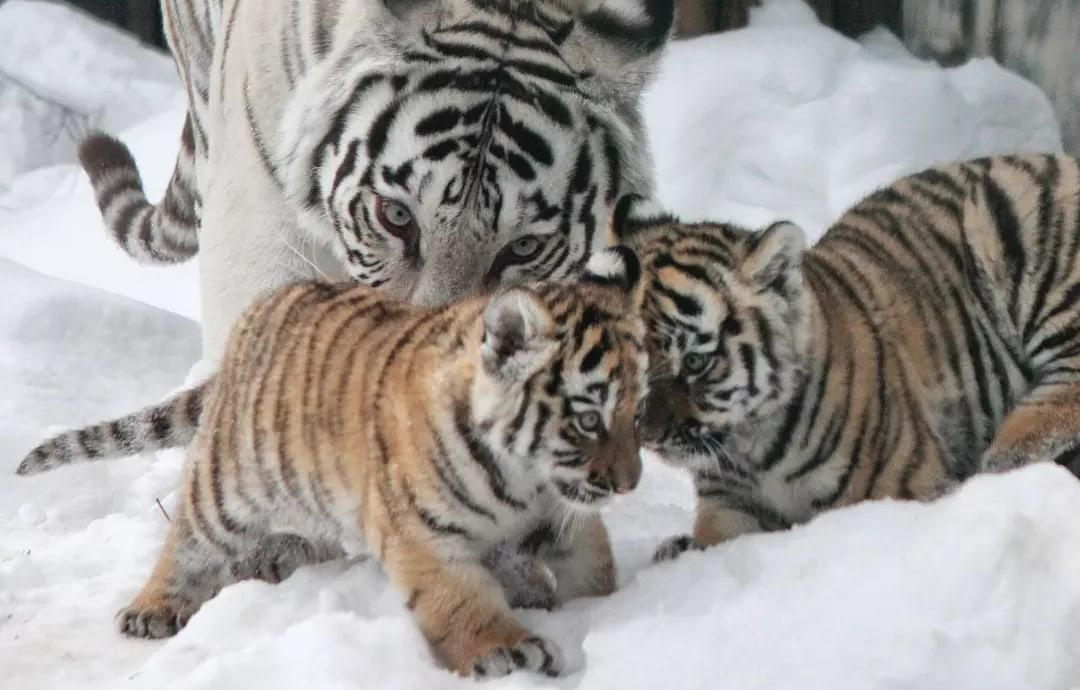 Tver tiger Barsik found love in Nizhny Novgorod and became a father - Bengal tiger, Zoo, Limpopo, Nizhny Novgorod, Tiger cubs, Big cats, Tiger, Milota, Predatory animals, Cat family, Animals, Video, Longpost