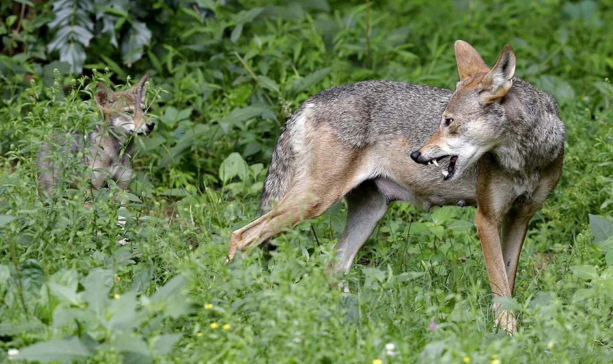 Red wolf: The rarest representative of canids. Why is he so radically different from his gray counterpart? - Wolf, Animals, Animal book, Yandex Zen, Longpost