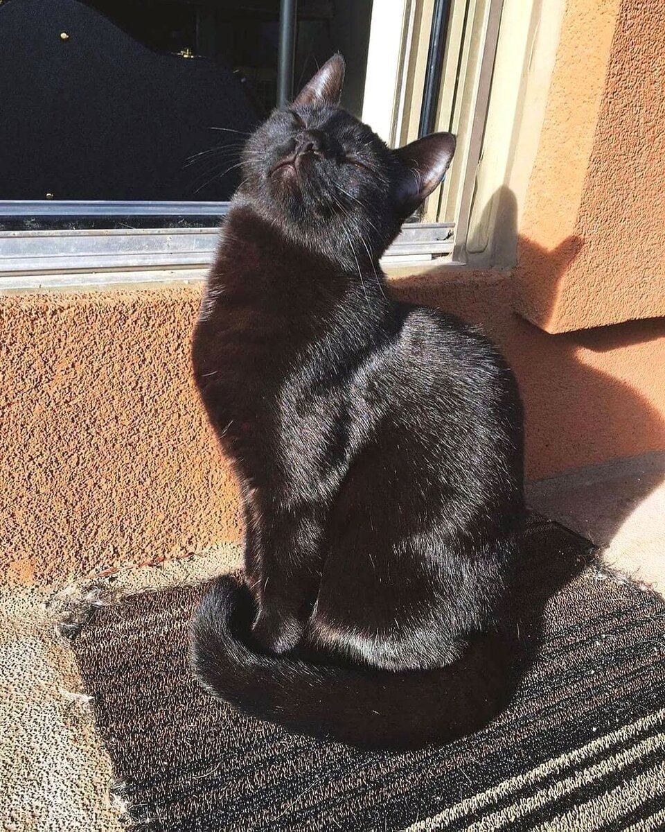 Named his cat Cox - The photo, cat, Black cat, Pets