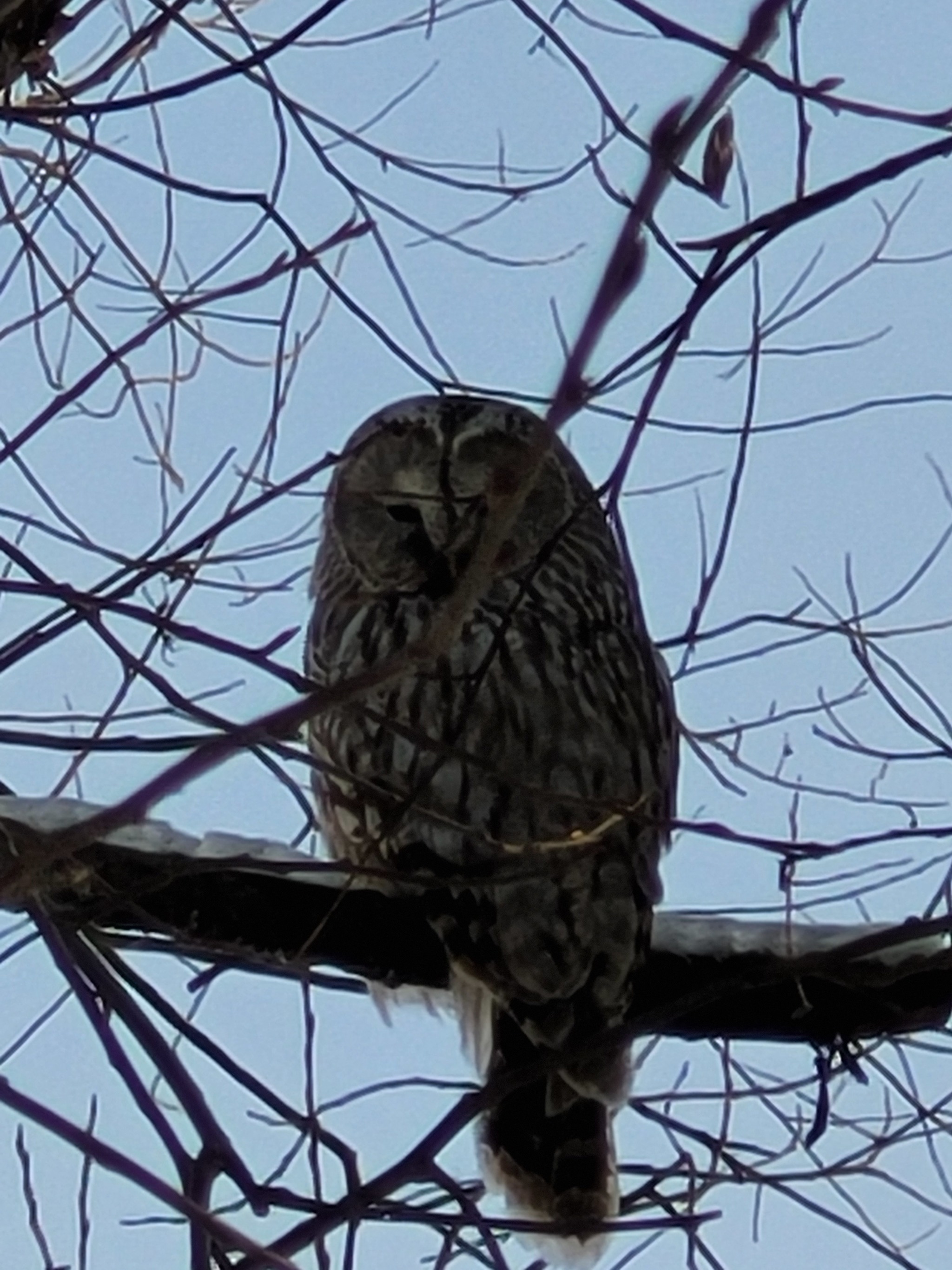 Owl - My, Birds, Owl, Miracle in feathers, Longpost