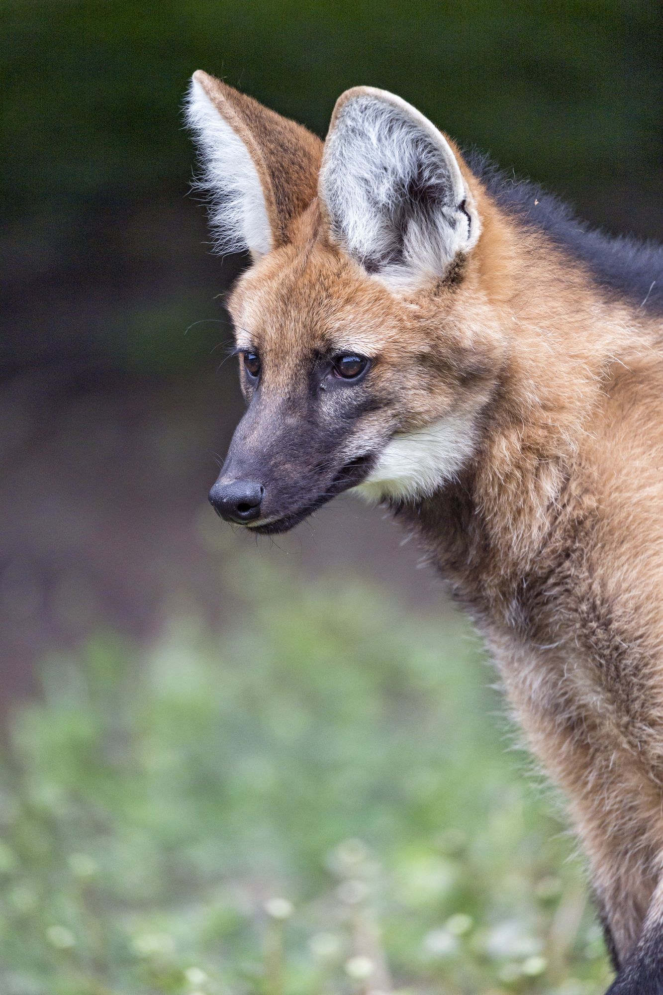 Maned Wolf - Maned Wolf, Canines, Predatory animals, Wild animals, Zoo, The photo, Longpost