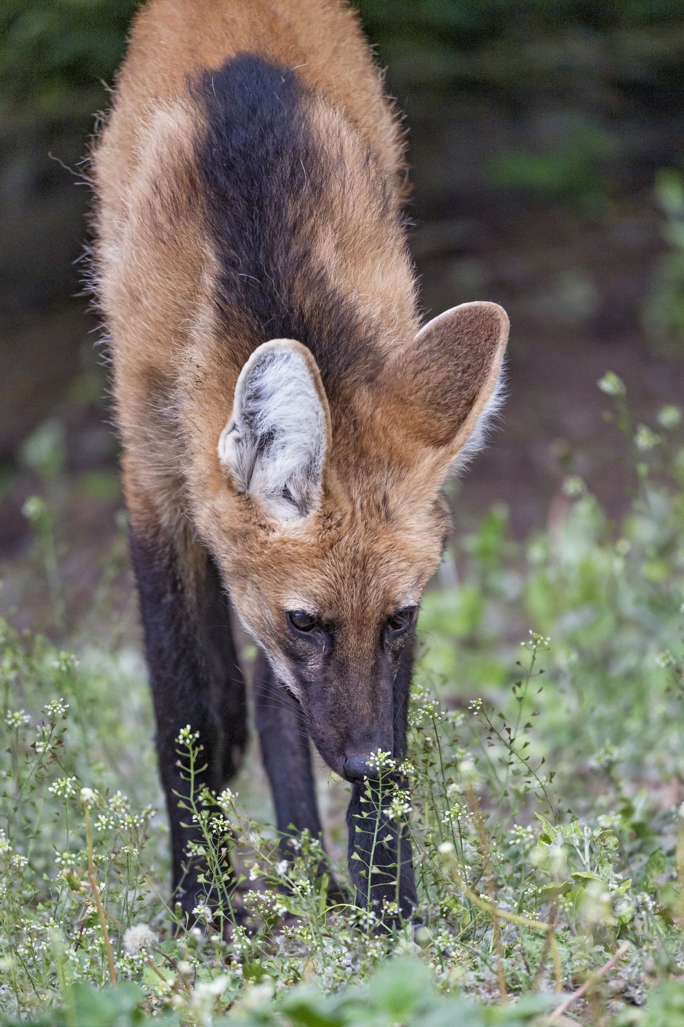 Maned Wolf - Maned Wolf, Canines, Predatory animals, Wild animals, Zoo, The photo, Longpost