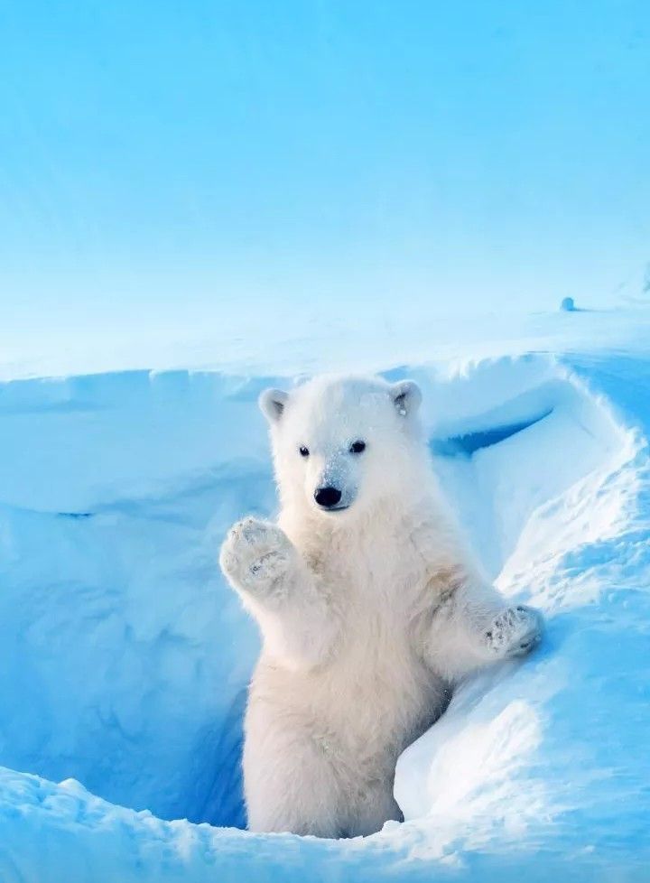 Teddy bear - The photo, The Bears, Polar bear, Snow, Teddy bears, Wild animals, Predatory animals, Fluffy