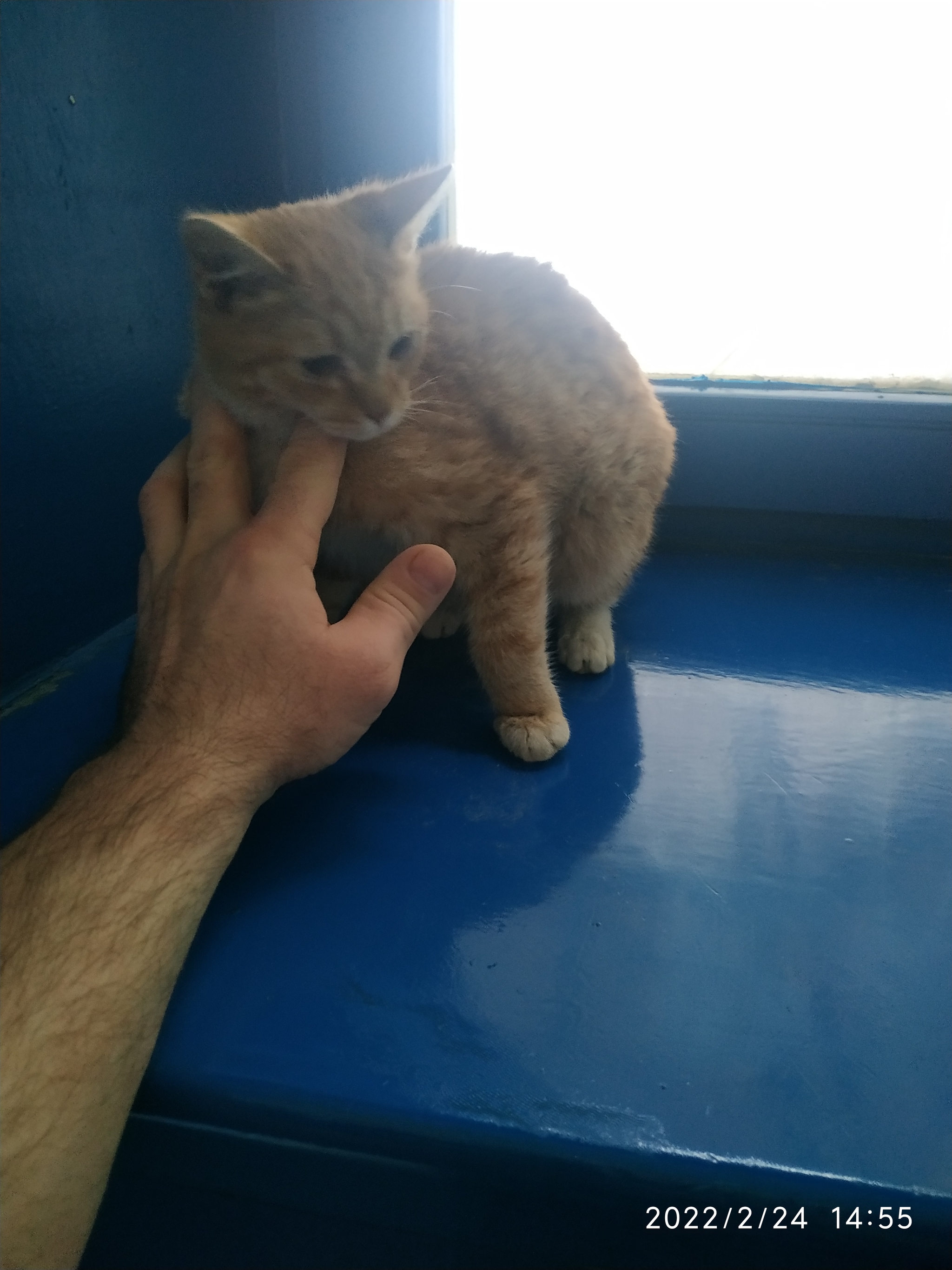 The cat is looking for a home - Redheads, cat, In good hands, No rating, Zelenograd