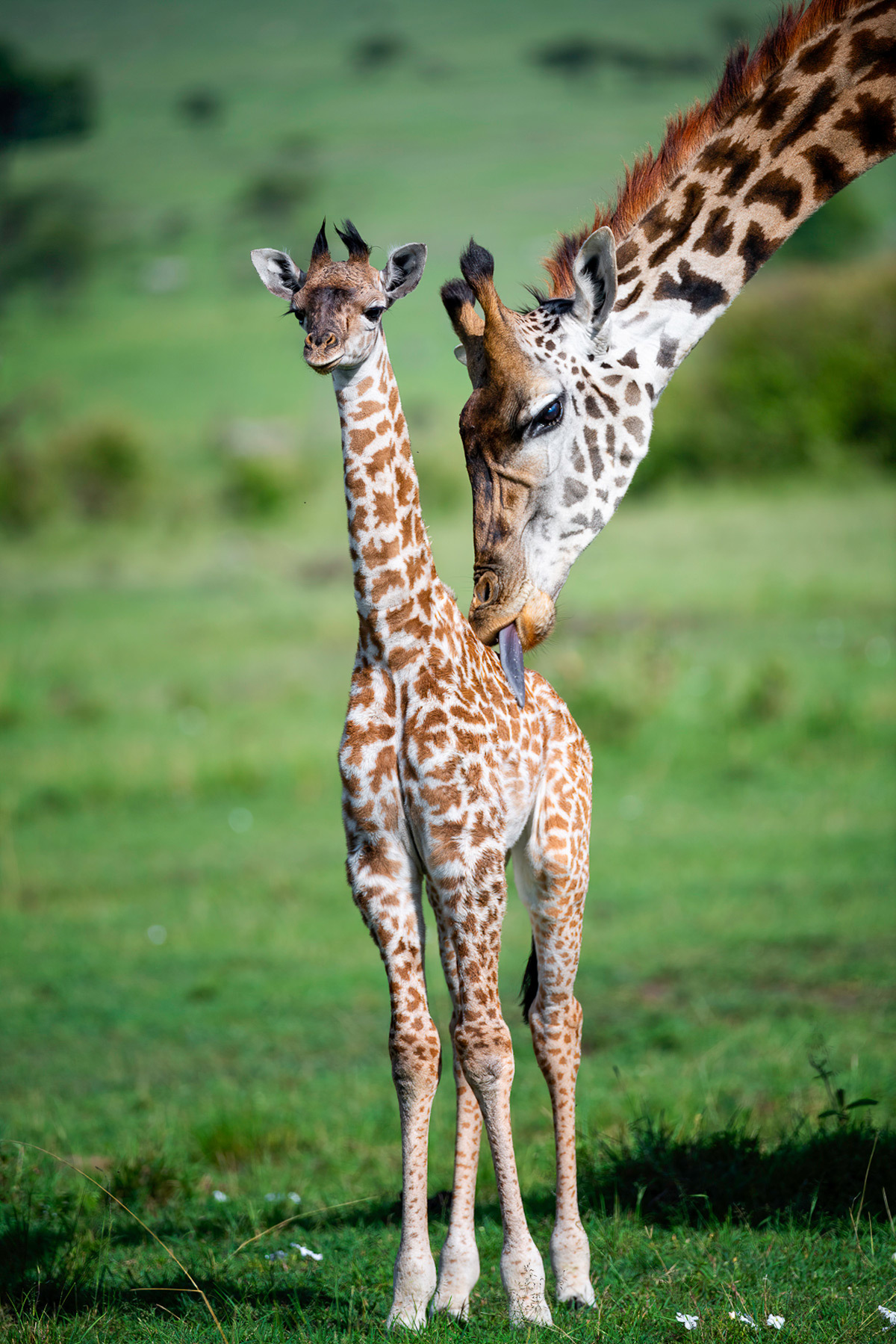 Cleanliness is the key to health - Giraffe, Artiodactyls, Wild animals, wildlife, Reserves and sanctuaries, Africa, The photo, Young