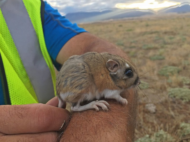 The life of kangaroo jumper Stephens is slowly improving - Kangaroo Jumper, Rodents, Endemic, Southern California, California, USA, The national geographic, Rare view, Animal defenders, Ecology, Ecologists, Protection of Nature, North America, Longpost