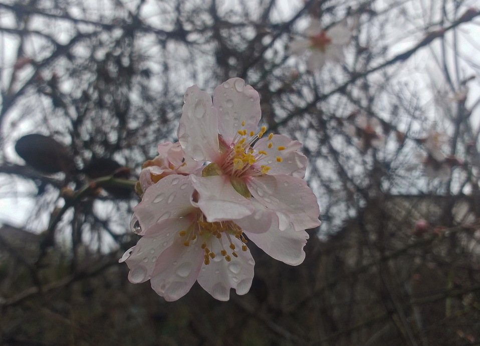 Almonds bloomed - My, Crimea, Mobile photography, Spring, Pleasant, Bloom, Macro photography, Almond