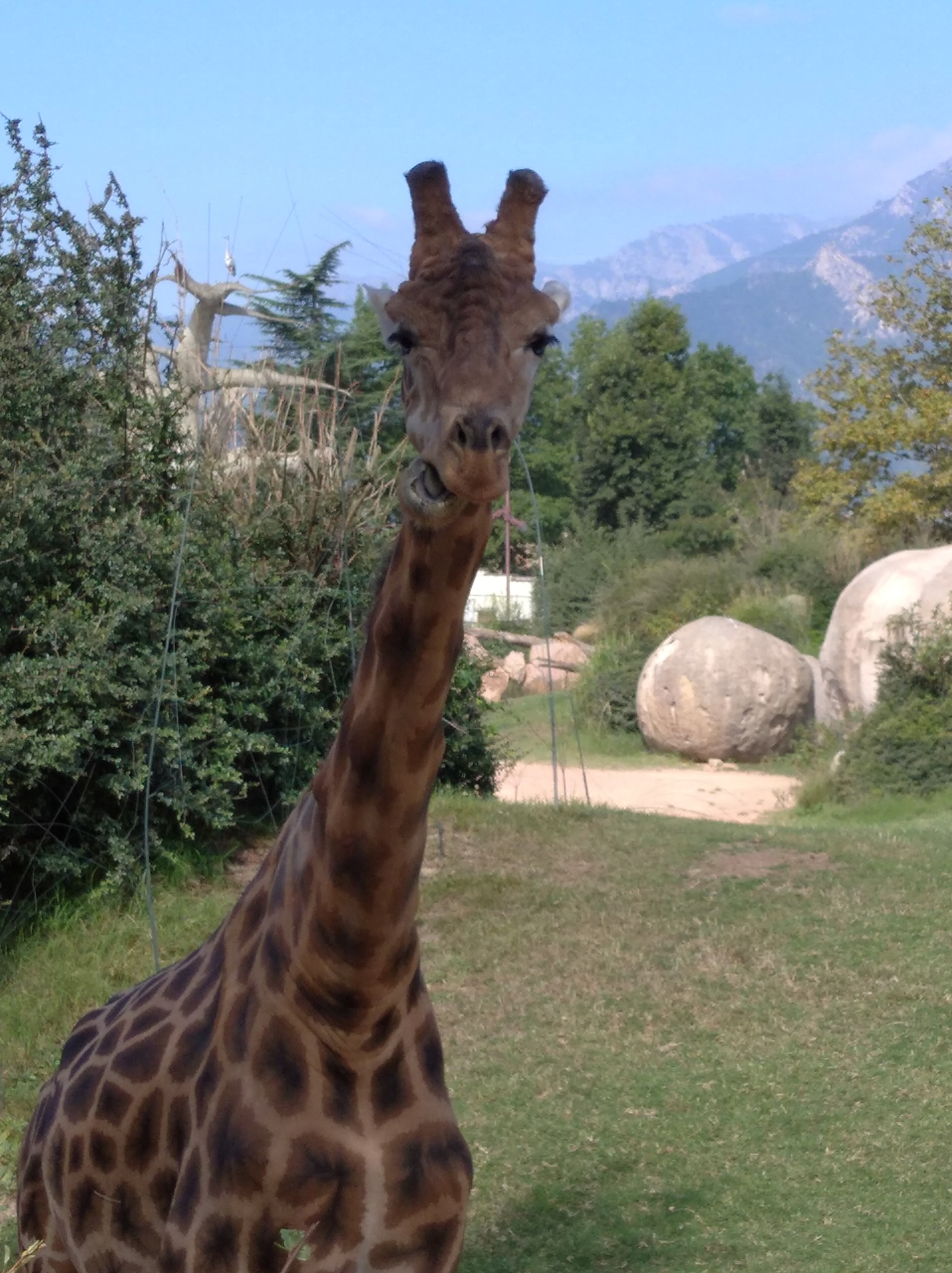 Giraffes - My, Giraffe, Italy, Animals, Mobile photography, Longpost