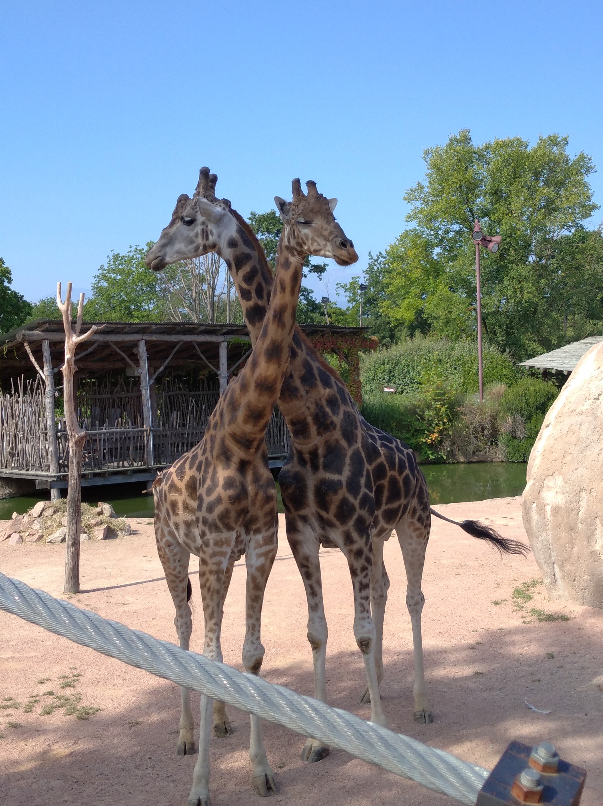 Giraffes - My, Giraffe, Italy, Animals, Mobile photography, Longpost