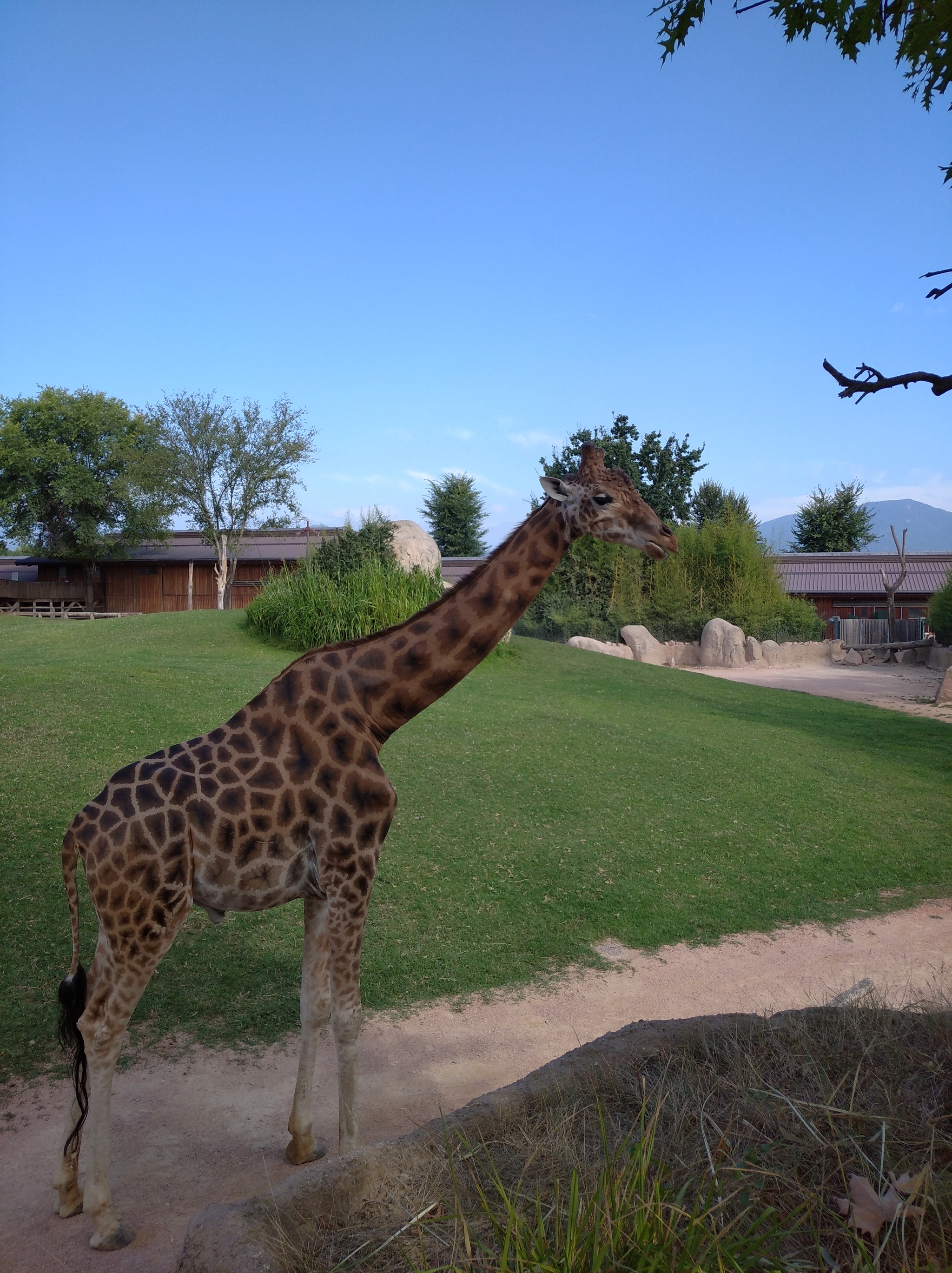 Giraffes - My, Giraffe, Italy, Animals, Mobile photography, Longpost