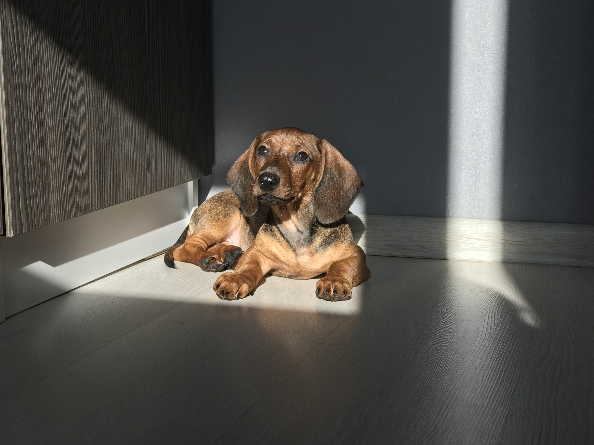 Dachshund in the light - My, Puppies, Dog, Dachshund, Animals, Milota, Longpost