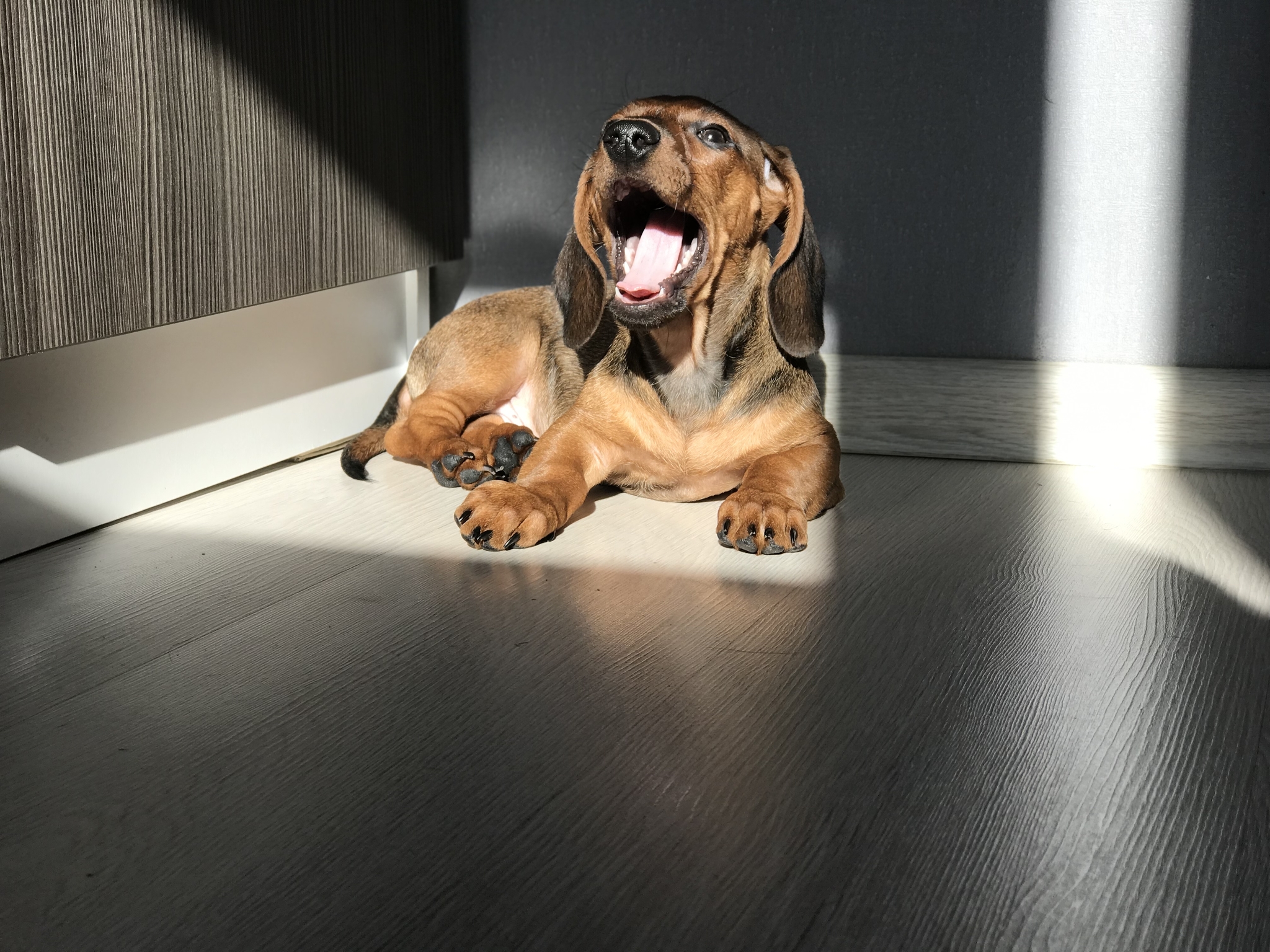 Dachshund in the light - My, Puppies, Dog, Dachshund, Animals, Milota, Longpost