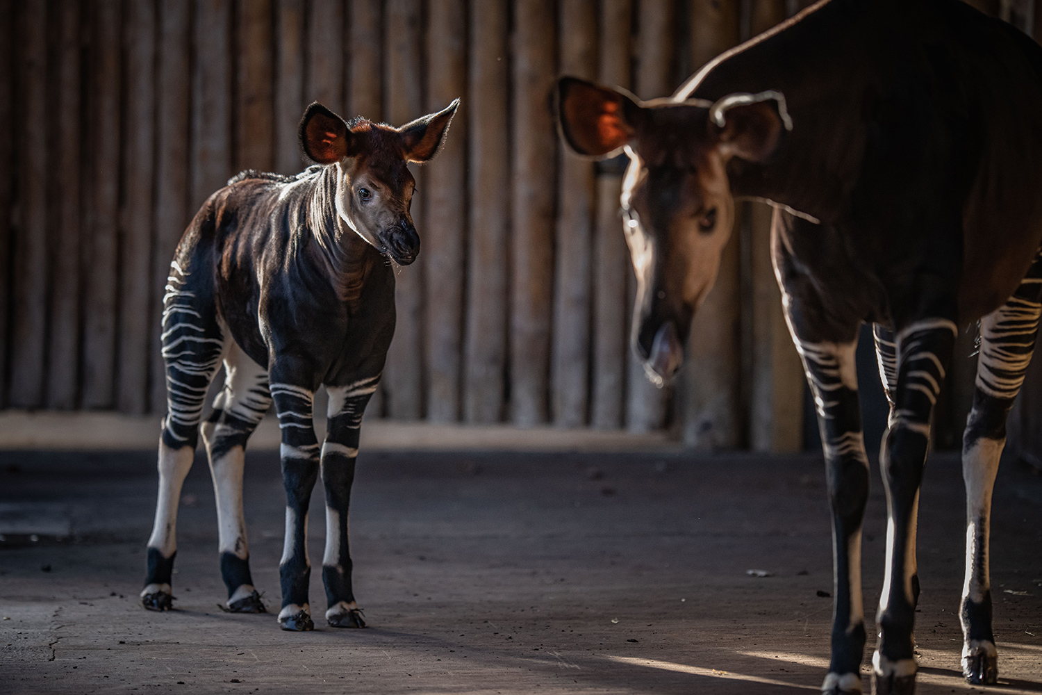 Okapi was born in the British Zoo - Okapi, Young, Milota, Birth, Zoo, Artiodactyls, Rare view, Cheshire, England, Great Britain, Endangered species, Wild animals, The national geographic, Positive, Video, Longpost