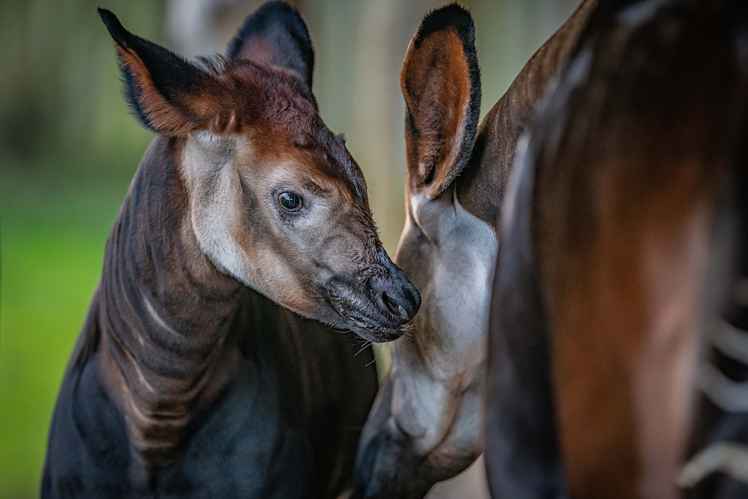 Okapi was born in the British Zoo - Okapi, Young, Milota, Birth, Zoo, Artiodactyls, Rare view, Cheshire, England, Great Britain, Endangered species, Wild animals, The national geographic, Positive, Video, Longpost