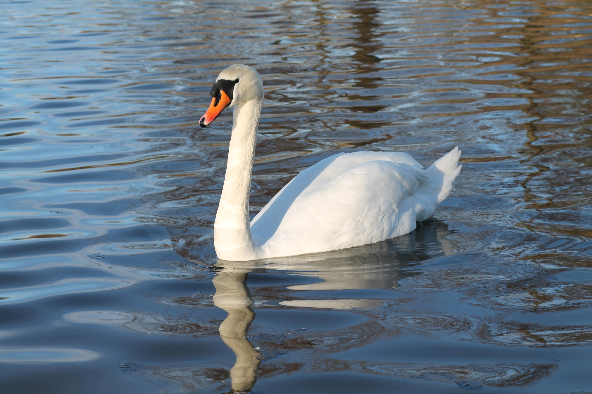 Oz. Summer Kaliningrad - My, Swans, Lake, Walk, The nature of Russia, River, The park, The photo, Longpost