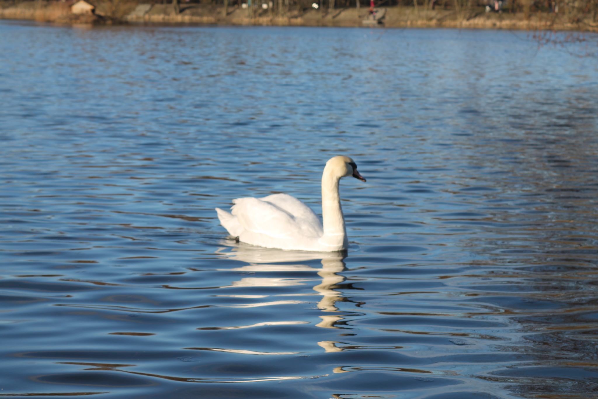 Oz. Summer Kaliningrad - My, Swans, Lake, Walk, The nature of Russia, River, The park, The photo, Longpost