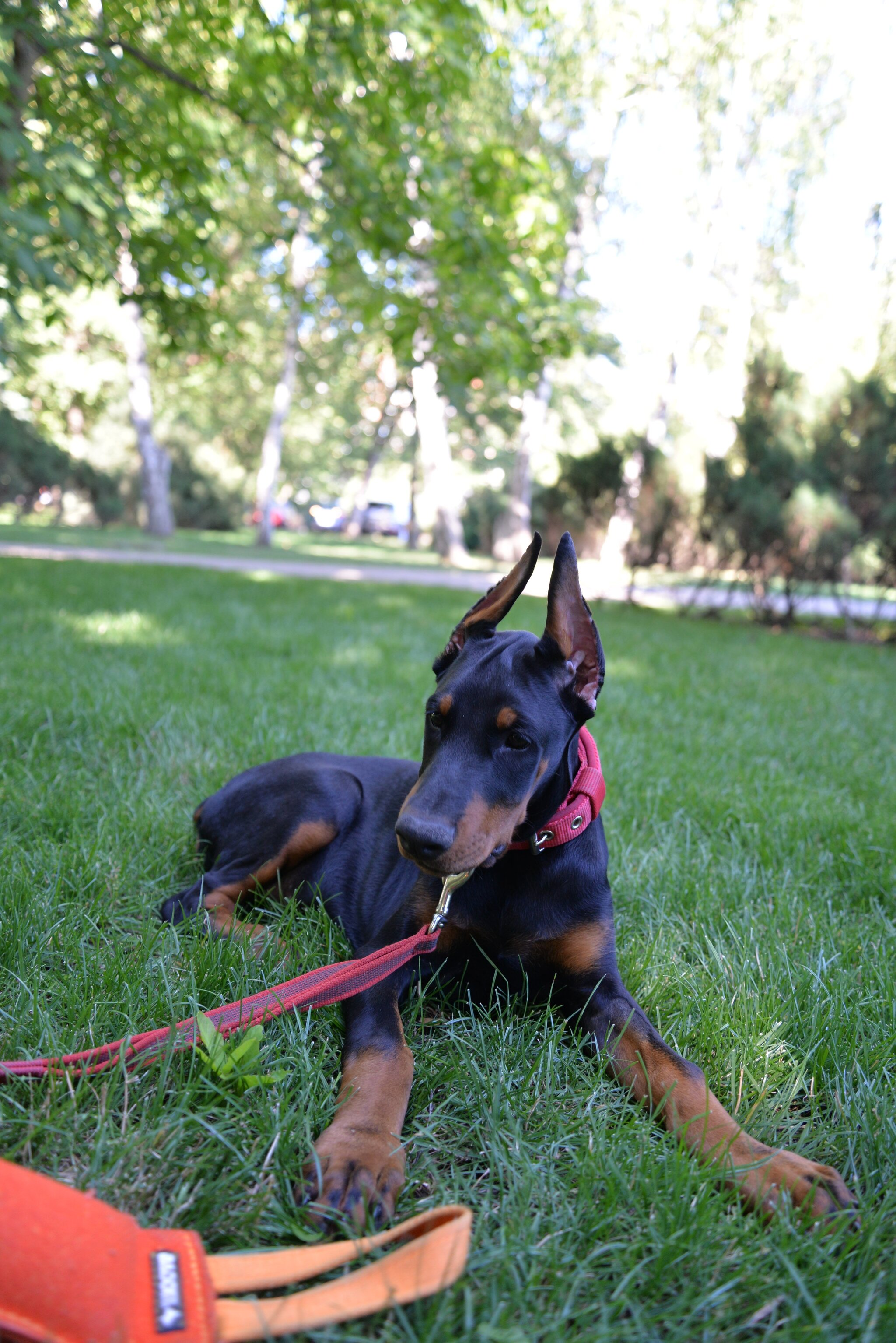 Response to the post Here's a better look at my puppy - My, Dog, Puppies, Doberman, Reply to post, Longpost